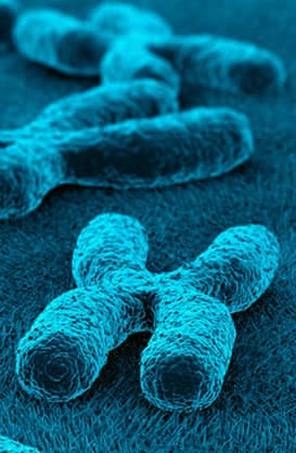 Human Genetics